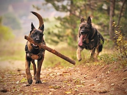 Mumbai Scientist Attacked By Neighbour's 2 Pet Dogs, Case Filed Against Owner Mumbai Scientist Attacked By Neighbour's 2 Pet Dogs, Case Filed Against Owner