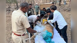 Rajasthan: रणथंभौर की बाघिन टी-84 एरोहेड के पेट में फोड़ा, डॉक्&zwj;टरों ने की सर्जरी&nbsp;