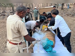 Rajasthan: रणथंभौर की बाघिन टी-84 एरोहेड के पेट में फोड़ा, डॉक्टरों ने की सर्जरी  Rajasthan: रणथंभौर की बाघिन टी-84 एरोहेड के पेट में फोड़ा, डॉक्टरों ने की सर्जरी