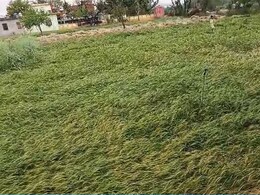 राजस्थान में मौसम की मार झेल रहे हैं किसान, बारिश और ओलों से फसल को भारी नुकसान