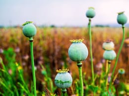 Pune Crime : पुण्यात महिलेकडून अफूची शेती; पोलिसांनी धाड टाकताच धक्कादायक प्रकार उघड