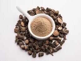 इन 5 लोगों के लिए वरदान है काली मूसली का सेवन, बस ऐसे करें डाइट में शामिल