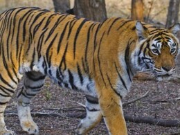 Rajasthan: मुकुंदरा हिल्स टाइगर रिजर्व में एक बार फिर घूमते नजर आएंगे बाघ, मध्यप्रदेश या महाराष्ट्र से लाने की हो रही कोशिश Rajasthan: मुकुंदरा हिल्स टाइगर रिजर्व में एक बार फिर घूमते नजर आएंगे बाघ, मध्यप्रदेश या महाराष्ट्र से लाने की हो रही कोशिश
