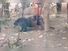 ये है दुनिया की सबसे मोटी पैंथर, वीडियो देख लोग बोले- क्या कोई इंसान निगल कर बैठी है ये है दुनिया की सबसे मोटी पैंथर, वीडियो देख लोग बोले- क्या कोई इंसान निगल कर बैठी है