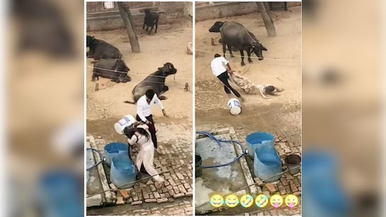 कपल ने भैंसों के बीच मिट्टी से खेली होली, वीडियो देख यूजर्स बोल- भैया बदला ले रहे हो का