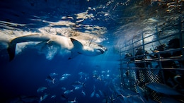 10 Unmissable Marine Adventures For A Thrilling Summer 2025