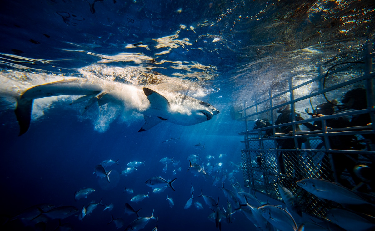 Ако лятото 2025 г не включва сол в косата ви