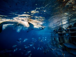10 Unmissable Marine Adventures For A Thrilling Summer 2025 10 Unmissable Marine Adventures For A Thrilling Summer 2025