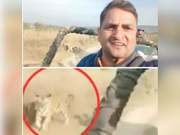अरे गाड़ी बढ़ाओ यार...पन्ना टाइगर रिजर्व में व्लॉग बना रहा था शख्स, तभी सामने आ धमका खूंखार बाघ अरे गाड़ी बढ़ाओ यार...पन्ना टाइगर रिजर्व में व्लॉग बना रहा था शख्स, तभी सामने आ धमका खूंखार बाघ