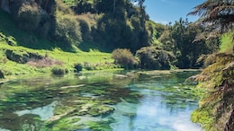 Blue Spring - Te Waihou Walkway: What's So Special About This New Zealand Walkway