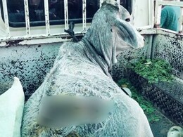 Ramdevra news: खेत में घुसी गाय पर जानलेवा हमला, कुल्हाड़ी से पीठ पर किया वार; न्याय के लिए अनिश्चितकालीन धरने पर बैठे लोग