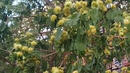 Amaltas Benefits: इस एक छोटे-कांटेदार फूल से बेहतर रहेगा आपका मानसिक स्वास्थ्य, वरदान से कम नहीं इसकी पत्तियां