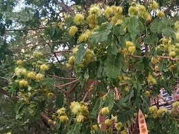 Amaltas Benefits: इस एक छोटे-कांटेदार फूल से बेहतर रहेगा आपका मानसिक स्वास्थ्य, वरदान से कम नहीं इसकी पत्तियां