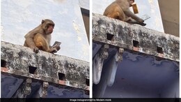 Video: वृंदावन में बंदर ने चुराया महंगा सैमसंग फोन, लौटाने के लिए करने लगा सौदेबाज़ी