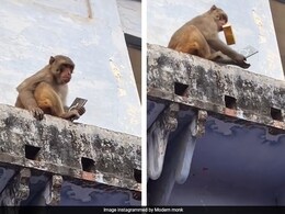 Video: वृंदावन में बंदर ने चुराया महंगा सैमसंग फोन, लौटाने के लिए करने लगा सौदेबाज़ी Video: वृंदावन में बंदर ने चुराया महंगा सैमसंग फोन, लौटाने के लिए करने लगा सौदेबाज़ी