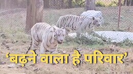 Rewa News: व्हाइट टाइगर ब्रीडिंग सेंटर में आया नया मेहमान, रखा गया मोहन द्वितीय नाम, जानें-पूरी कहानी