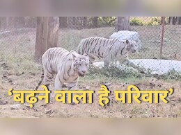 Rewa News: व्हाइट टाइगर ब्रीडिंग सेंटर में आया नया मेहमान, रखा गया मोहन द्वितीय नाम, जानें-पूरी कहानी Rewa News: व्हाइट टाइगर ब्रीडिंग सेंटर में आया नया मेहमान, रखा गया मोहन द्वितीय नाम, जानें-पूरी कहानी