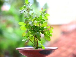 क्या तुलसी में रोज पानी डालना चाहिए? बार-बार सूख जाता है पौधा तो जान लें