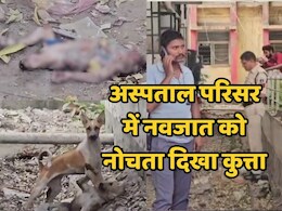Khargone News: खरगोन जिला अस्पताल परिसर में नवजात के शव को नोचते दिखे कुत्ते, Video सामने आने पर मचा हड़कंप Khargone News: खरगोन जिला अस्पताल परिसर में नवजात के शव को नोचते दिखे कुत्ते, Video सामने आने पर मचा हड़कंप