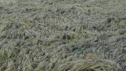 Rajasthan: आसमान से बरसी आफत ने किसानों को दिया बड़ा झटका, सालभर की मेहनत हो गई बर्बाद