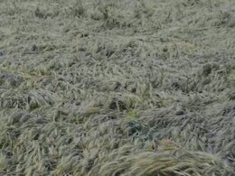 Rajasthan: आसमान से बरसी आफत ने किसानों को दिया बड़ा झटका, सालभर की मेहनत हो गई बर्बाद