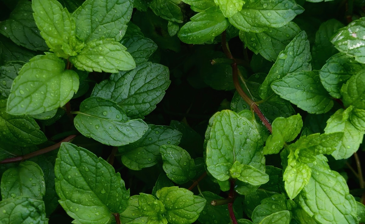 Latest and Breaking News on NDTV Latest and Breaking News on NDTV