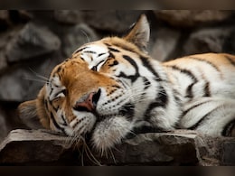 Mandala : कान्हा टाइगर रिजर्व में बाघ की मौत से सनसनी, दो महीने में तीसरा मामला