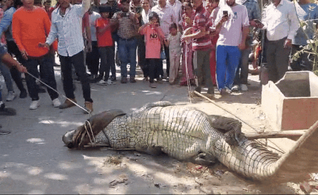 Video: कोटा में 8 फीट लंबे मगरमच्छ ने जमाया डेरा, रस्सियों से खींचकर नाले से निकाला बाहर