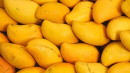Mangoes Aren't As Bad As You Think; Check Out Its Health Benefits