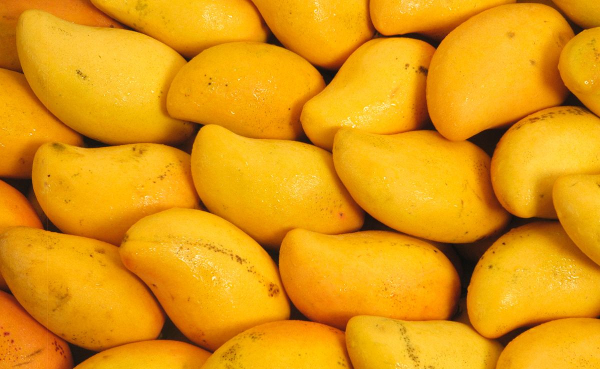 Although mangoes are sweet, their glycemic index is moderate and they contain fibre