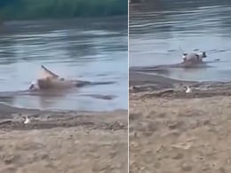 तालाब किनारे खड़ा था कुत्ता, अचानक निकला मगरमच्छ और 2 सेकंड में कर दिया खेला, Video देख सहम जाएंगे आप