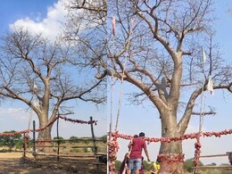 मध्य प्रदेश के अनूपपुर में मौजूद है स्वर्ग का 'कल्पवृक्ष'... जानिए कितना अहम है ये पवित्र पौधा, क्या है इसकी खासियत? मध्य प्रदेश के अनूपपुर में मौजूद है स्वर्ग का 'कल्पवृक्ष'... जानिए कितना अहम है ये पवित्र पौधा, क्या है इसकी खासियत?