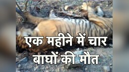 Tiger Death in MP: एमपी में नहीं रुक रहा बाघों की मौत का सिलसिला, एक महीने में चार टाइगर्स ने तोड़ा दम
