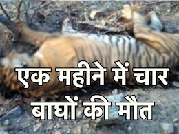 Tiger Death in MP: एमपी में नहीं रुक रहा बाघों की मौत का सिलसिला, एक महीने में चार टाइगर्स ने तोड़ा दम