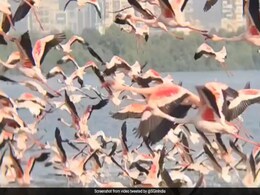 Watch: Navi Mumbai Transforms Into A Pink Wonderland As Thousands Of Flamingos Flock To The City Watch: Navi Mumbai Transforms Into A Pink Wonderland As Thousands Of Flamingos Flock To The City