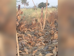 तार में फंसकर तेंदुए की मौत, वन विभाग की घोर लापरवाही ! क्या गश्त से बच सकती थी जान ?  तार में फंसकर तेंदुए की मौत, वन विभाग की घोर लापरवाही ! क्या गश्त से बच सकती थी जान ?