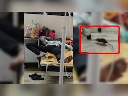 MP के जिला अस्पताल में चूहों का आतंक, चूहे केवल मरीज के बेड पर ही नहीं... सिर पर भी दौड़ रहे MP के जिला अस्पताल में चूहों का आतंक, चूहे केवल मरीज के बेड पर ही नहीं... सिर पर भी दौड़ रहे