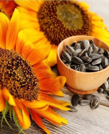 Sunflower Seeds Health Benefits