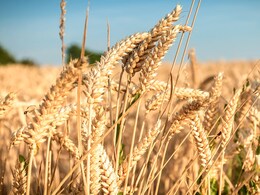 देश में रबी फसलों की बुआई 33.53 लाख हेक्टेयर बढ़ी, गेहूं में सबसे ज़्यादा बढ़ोतरी