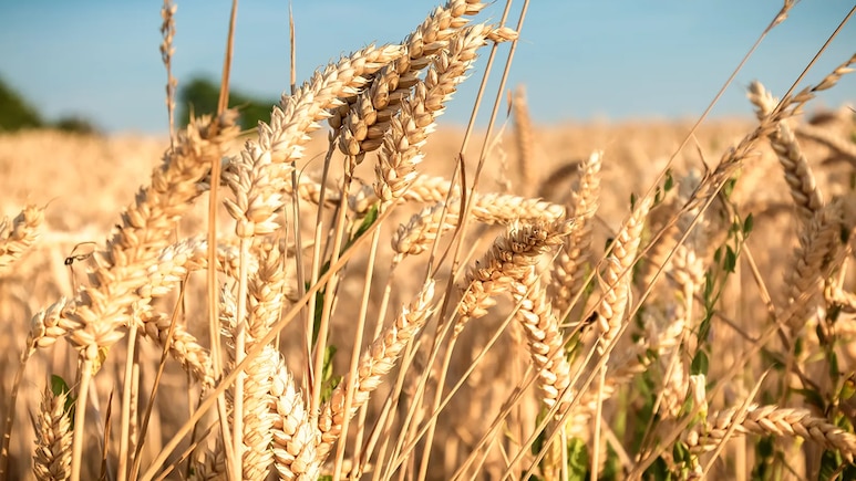 देश में रबी फसलों की बुआई 33.53 लाख हेक्टेयर बढ़ी, गेहूं में सबसे ज़्यादा बढ़ोतरी