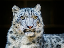 Himachal Pradesh Now Home To 83 Snow Leopards, Count Up By 62% In 4 Years