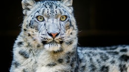 Himachal Pradesh Now Home To 83 Snow Leopards, Count Up By 62% In 4 Years