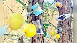 Kolhapur News : बाभळीला दाभणाने लटकवले मुलींचे फोटो अन् काळ्या बाहुल्या; कोल्हापुरातील ते दृश्य पाहून गावकरी हादरले!