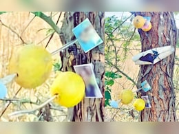 Kolhapur News : बाभळीला दाभणाने लटकवले मुलींचे फोटो अन् काळ्या बाहुल्या; कोल्हापुरातील ते दृश्य पाहून गावकरी हादरले!