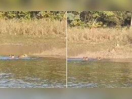 सतपुड़ा टाइगर रिजर्व में नदी पार करते दिखे बाघ के शावक, दुर्लभ नजारा कैमरे में कैद सतपुड़ा टाइगर रिजर्व में नदी पार करते दिखे बाघ के शावक, दुर्लभ नजारा कैमरे में कैद