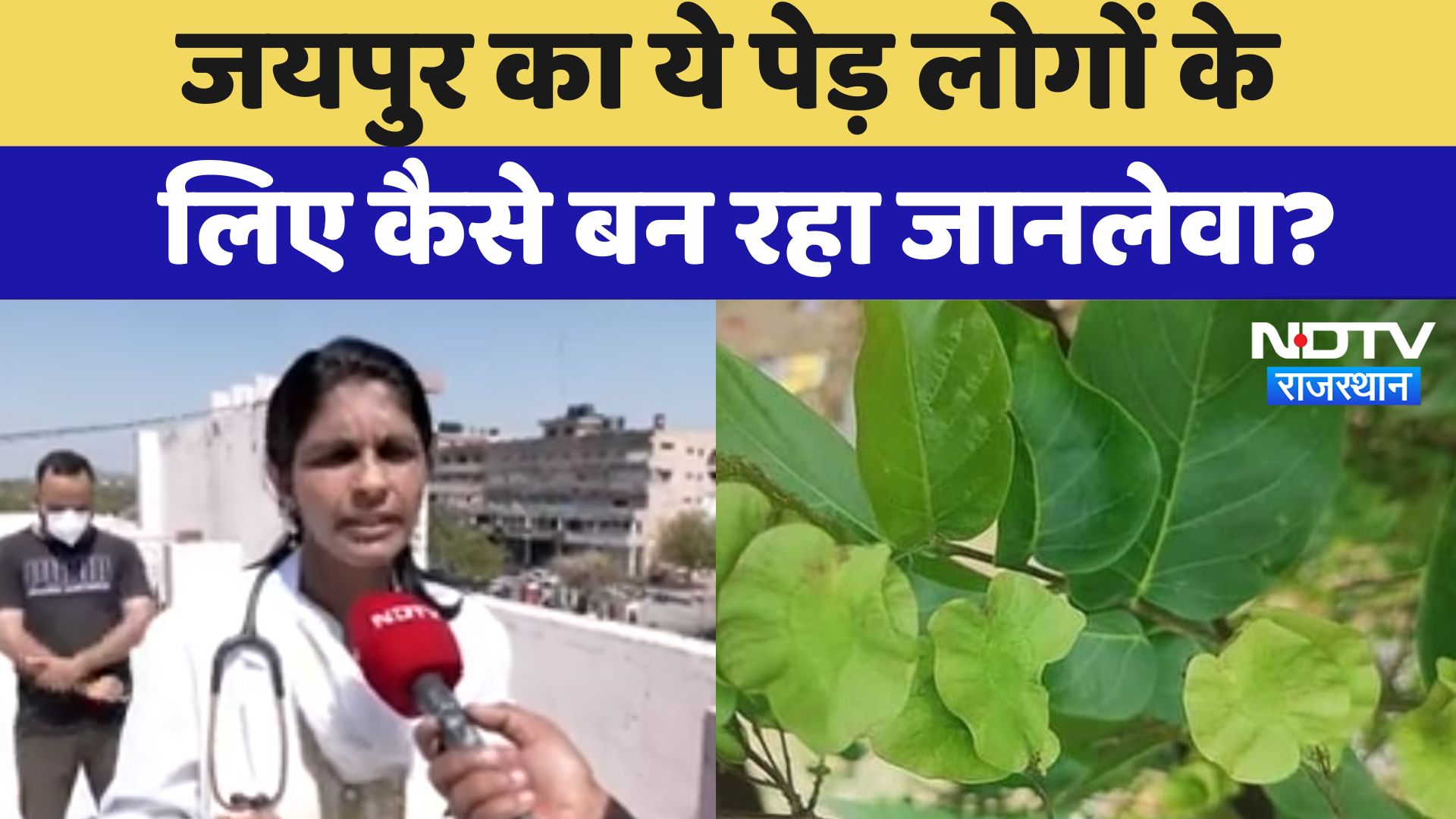 Jaipur News : जयपुर का ये Tree लोगों के लिए कैसे बन रहा जानलेवा ?