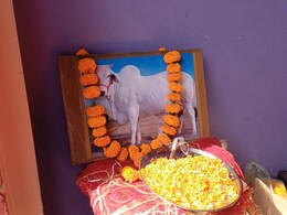 अनूठी तेरहवीं, गांव को मृत्युभोज... बूढ़ी गाय को सड़क पर छोड़ने वालो, इस किसान से कुछ सीखो अनूठी तेरहवीं, गांव को मृत्युभोज... बूढ़ी गाय को सड़क पर छोड़ने वालो, इस किसान से कुछ सीखो