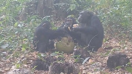 Video: Wild Chimps Share 'Boozy Fruit', Hinting At Alcohol-Fuelled Social Bonding