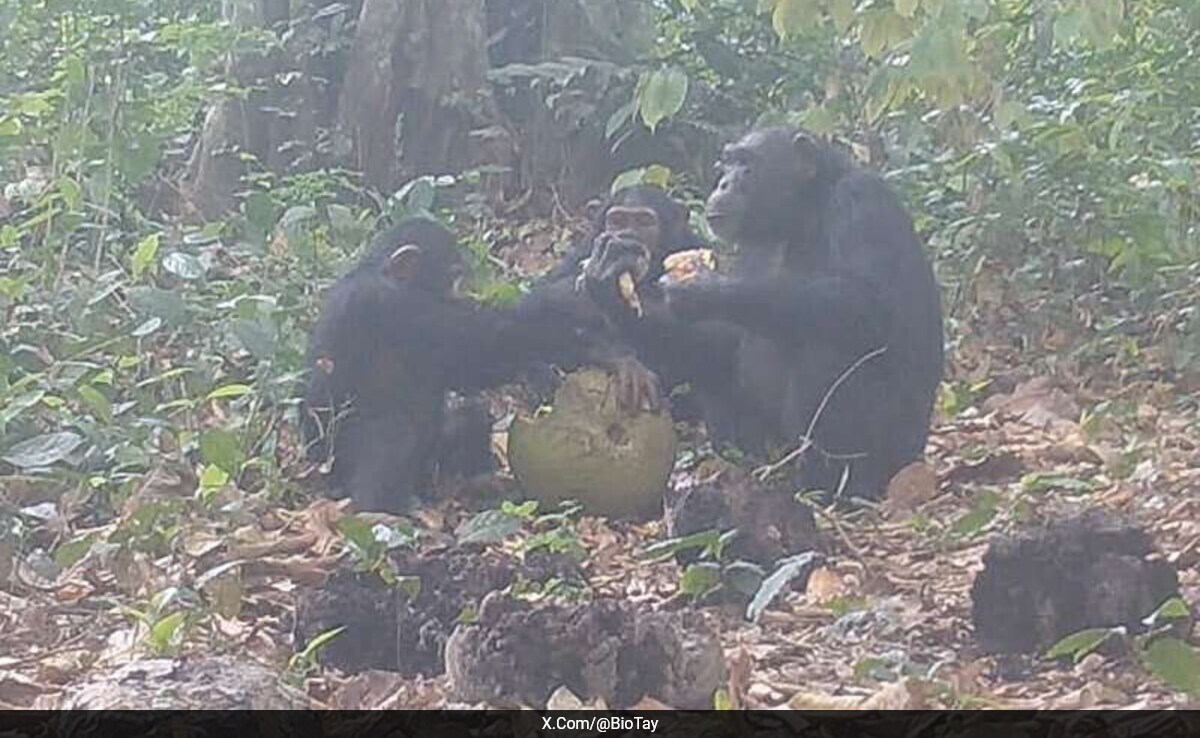 В новаторско проучване изследователи от Университета в Ексетер са документирали