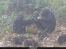 Video: Wild Chimps Share 'Boozy Fruit', Hinting At Alcohol-Fuelled Social Bonding Video: Wild Chimps Share 'Boozy Fruit', Hinting At Alcohol-Fuelled Social Bonding